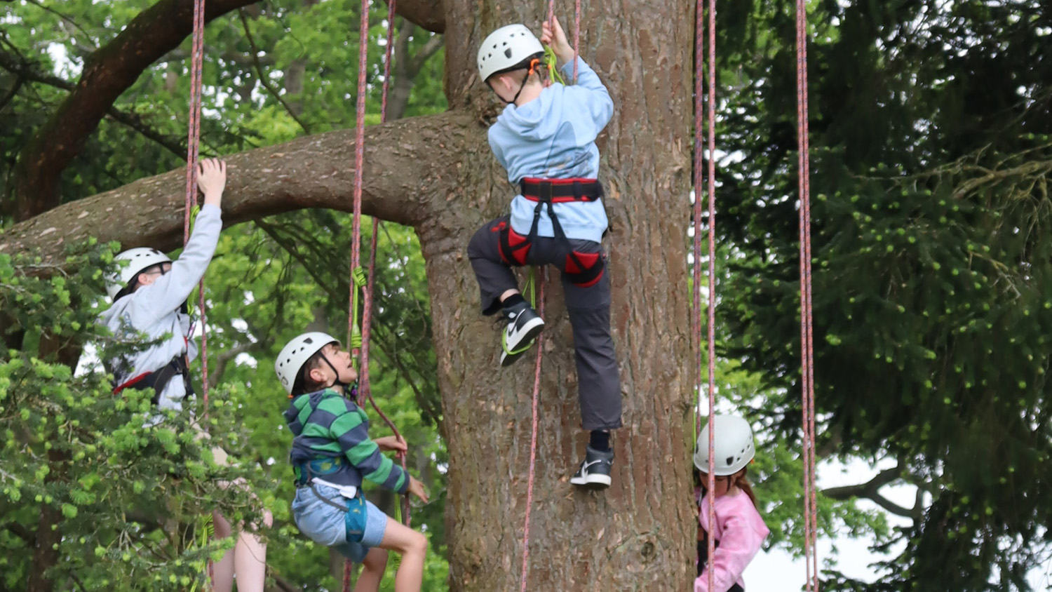 Kids’ Tree Climbing